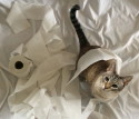 Mia's Art Installation
