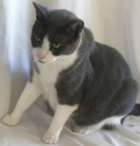 Fat Boy