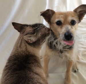 Licking