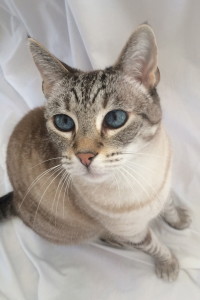 Best Cat Ever