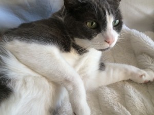 cuddly blanket